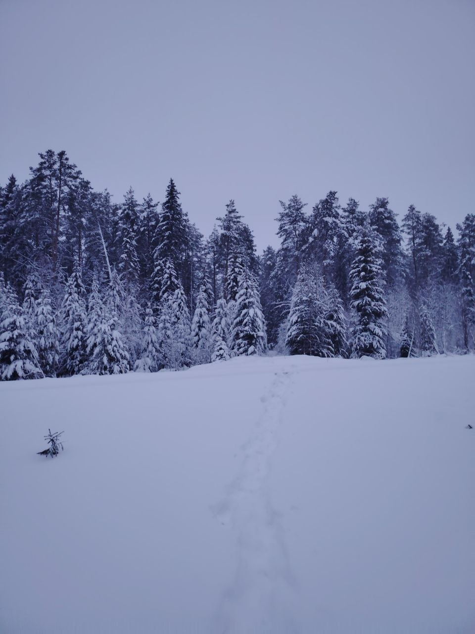Зимнее поле и следы к лесу