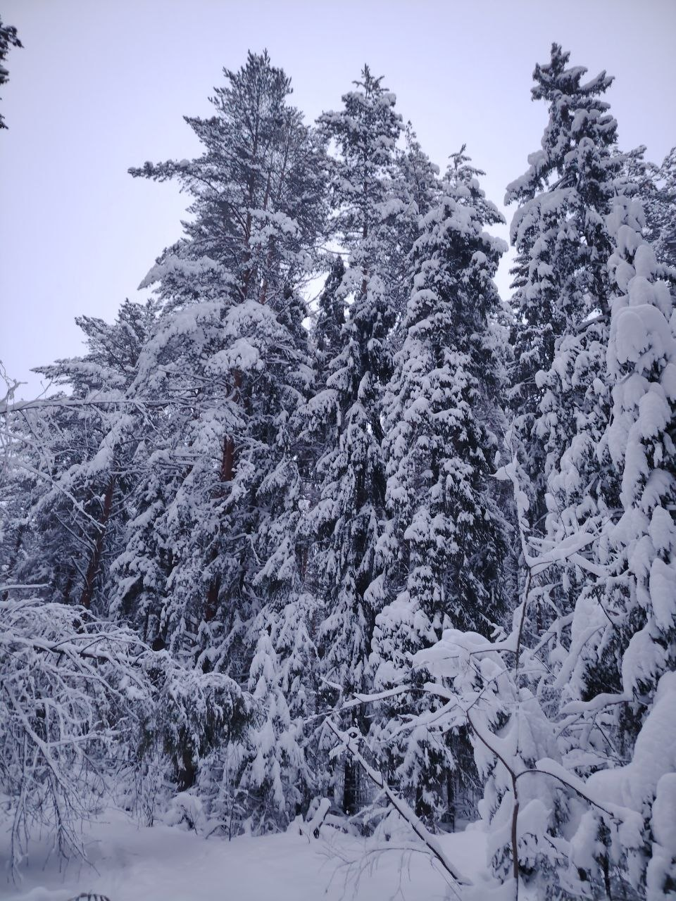 Заснеженный хвойный лес